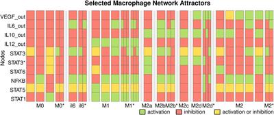 Cyclic Attractors Are Critical for Macrophage Differentiation, Heterogeneity, and Plasticity